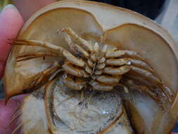 Image of Horseshoe Crab