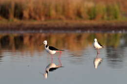 Image of Pied Stilt