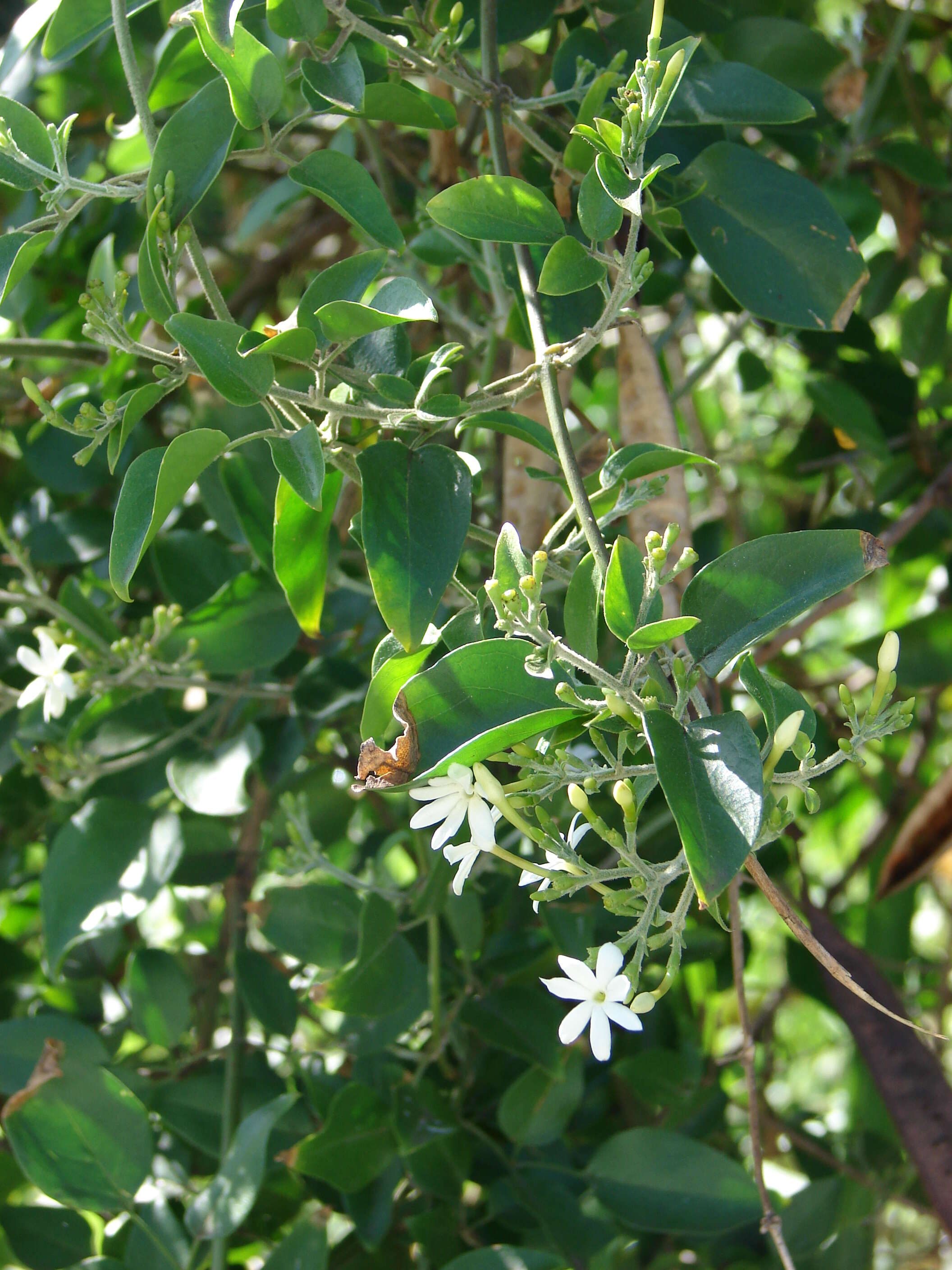 Imagem de Jasminum fluminense Vell.