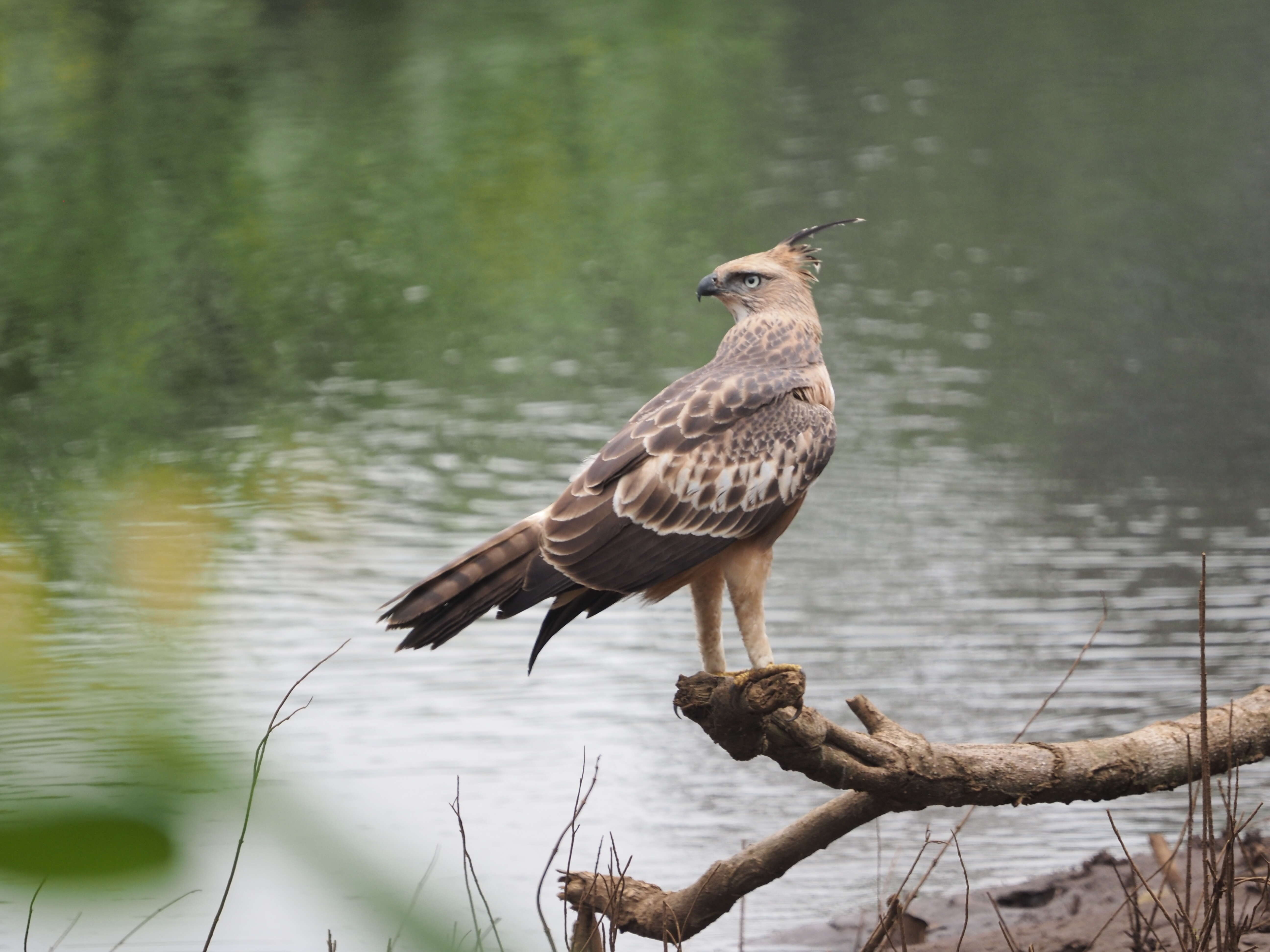 Nisaetus cirrhatus (Gmelin & JF 1788) resmi