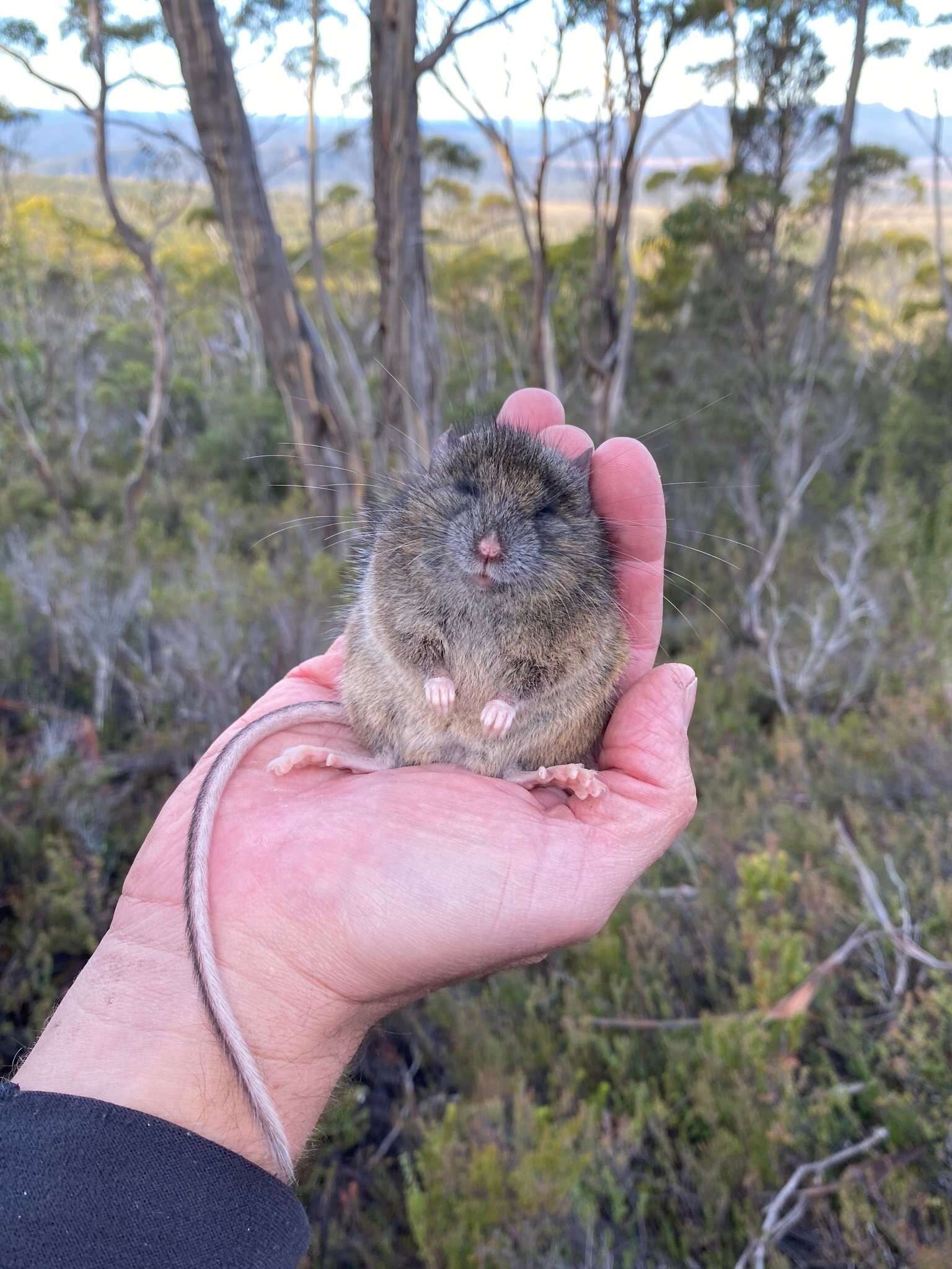 Image of long-tailed mouse