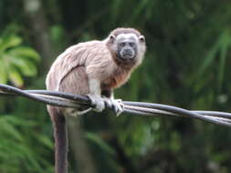 Image of Silvery-brown Bare-face Tamarin