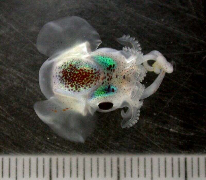 Image of Iridoteuthis Naef 1912