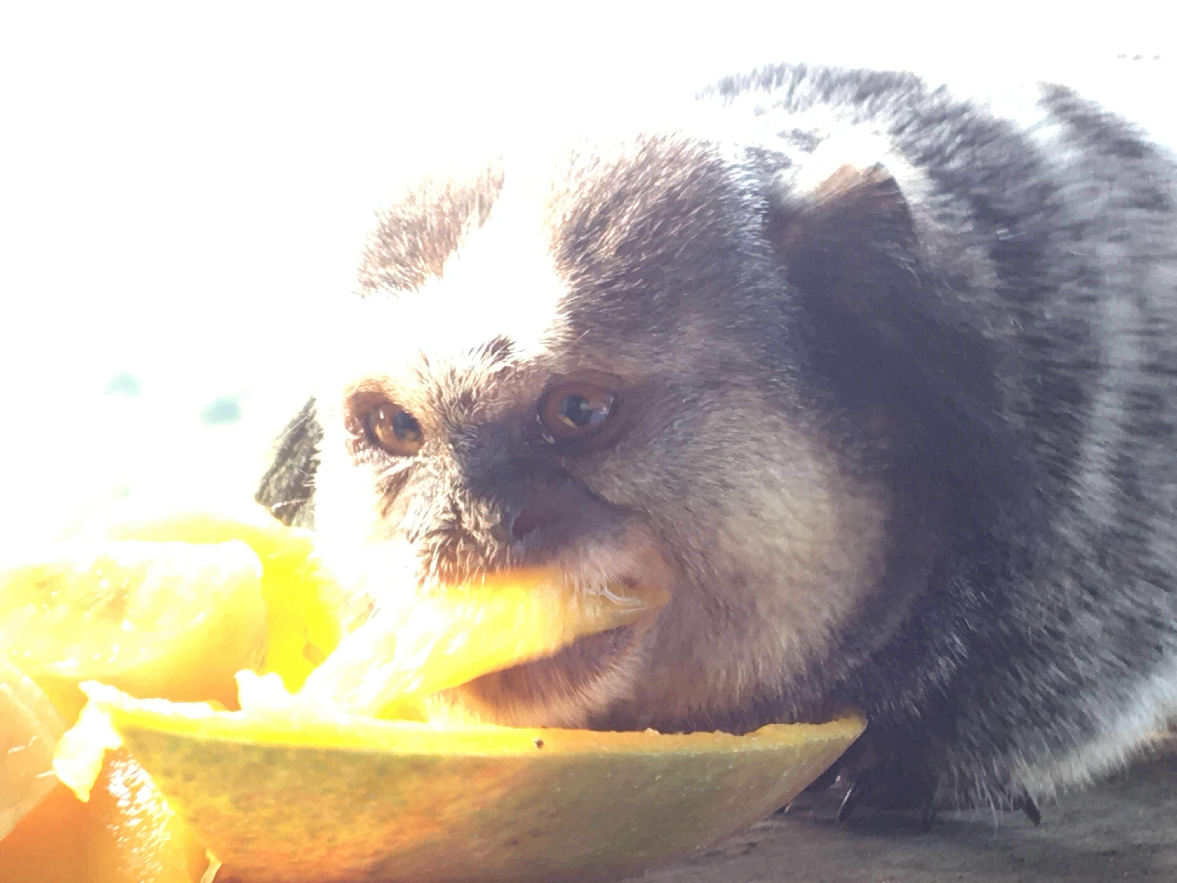 Image of Black-pencilled Marmoset