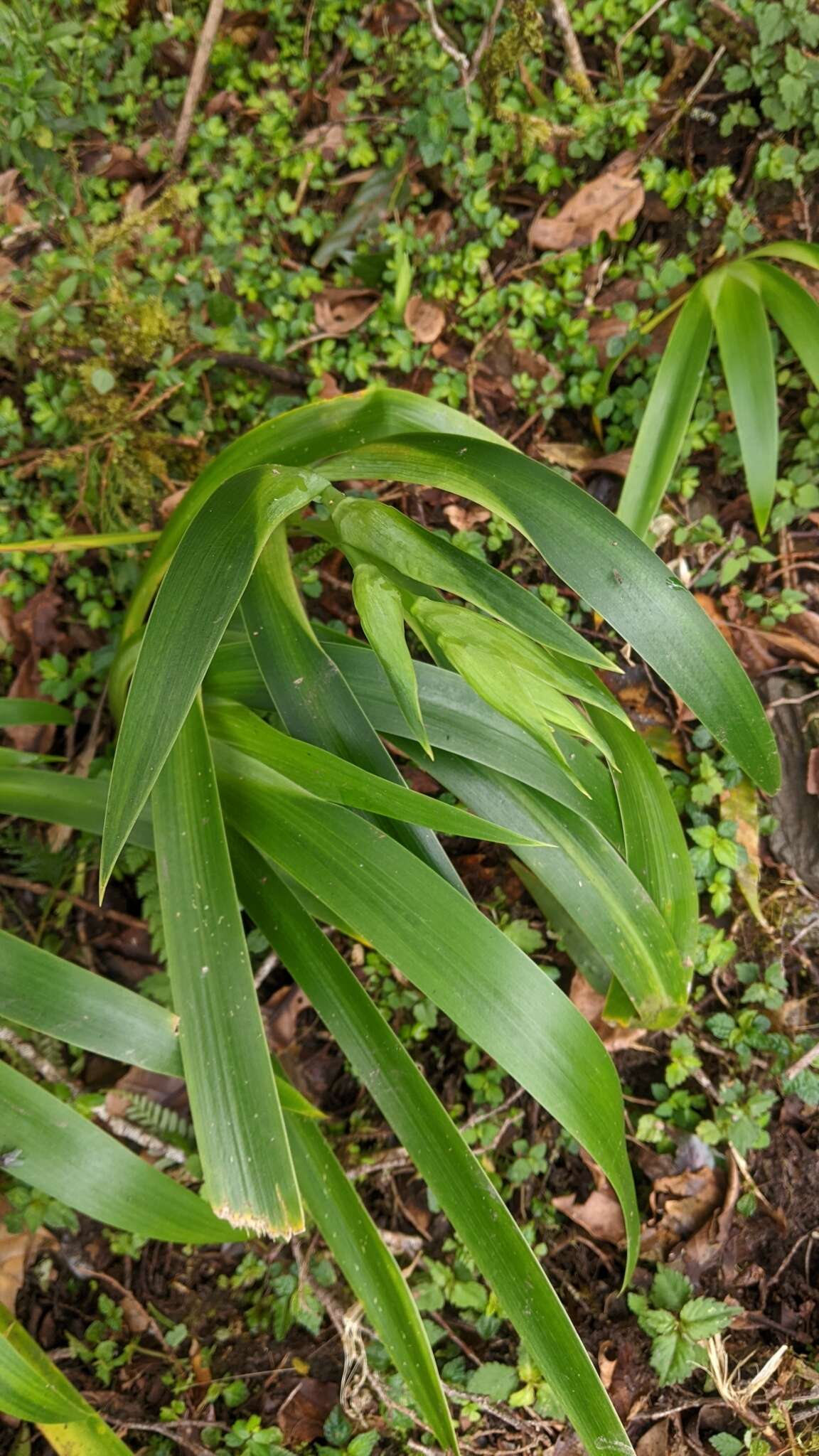 Image of Iris formosana Ohwi