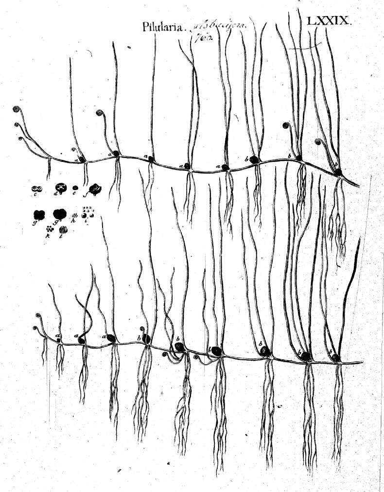 Image of pillwort