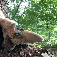 Image of Laetiporus persicinus (Berk. & M. A. Curtis) Gilb. 1981