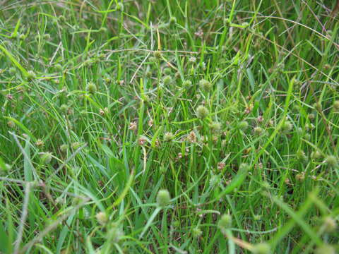 Image of Kyllinga brevifolia