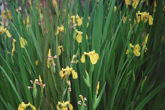 Image of yellow flag, yellow iris