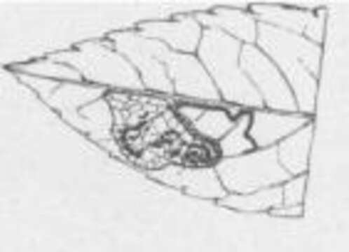 Image of Stigmella fuscotibiella (Clemens 1862) Wilkinson et al. 1979