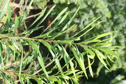 Image of Serpentine Hill raintree