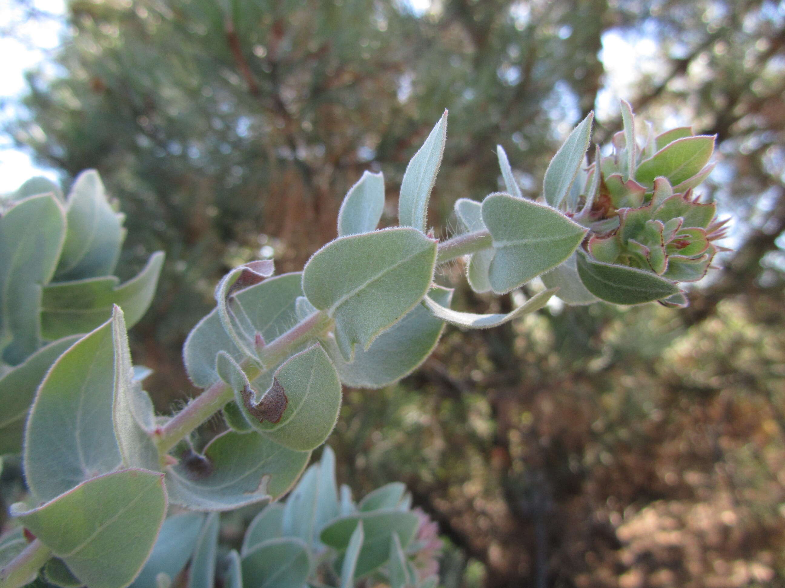 Слика од Arctostaphylos auriculata Eastw.