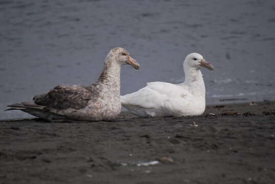 Image of Antarctic Giant-Petrel