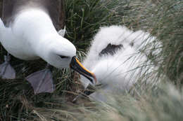 Image of Indian Yellow-nosed Albatross