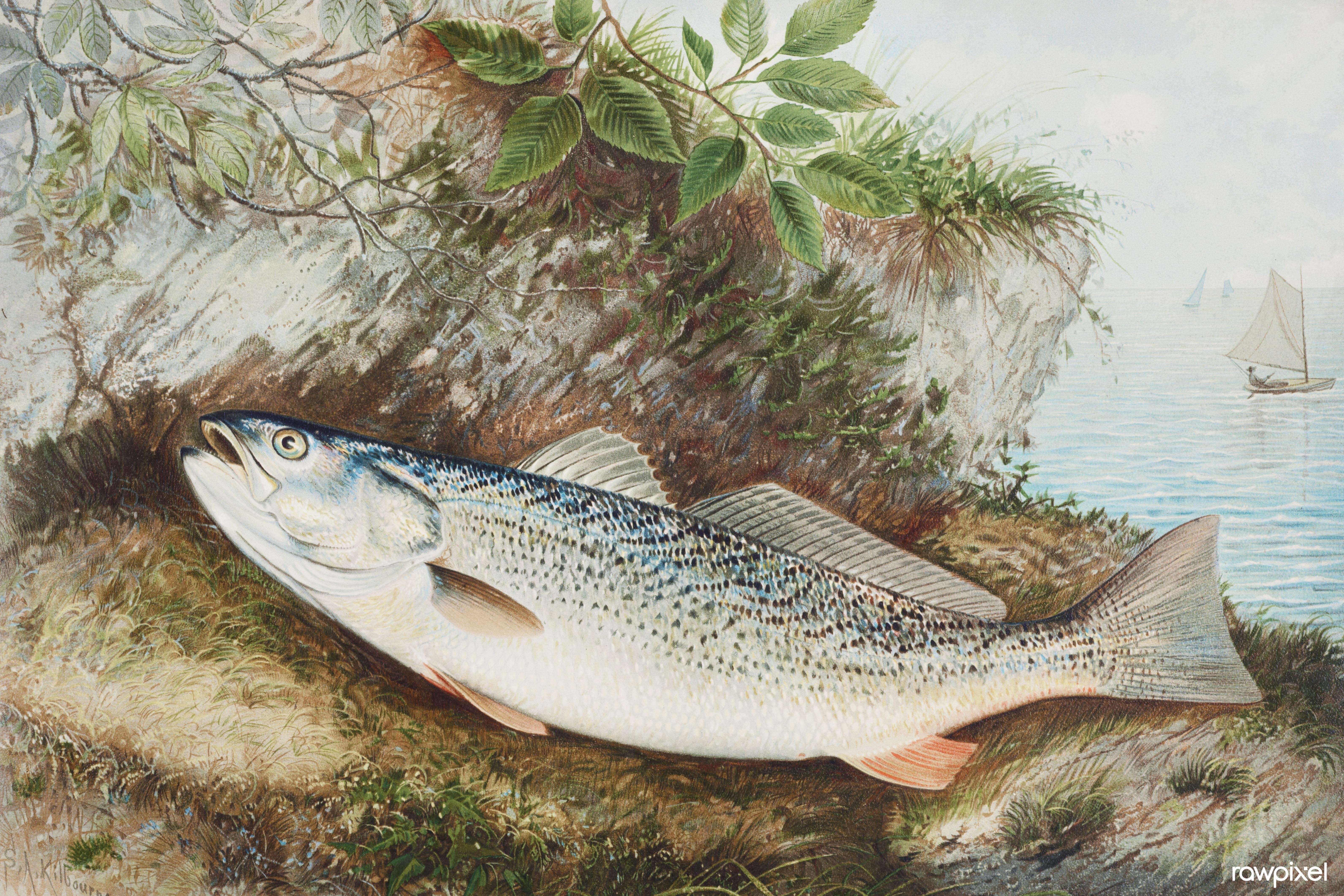 Image of Gray weakfish
