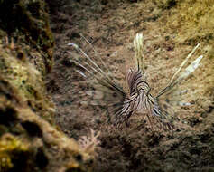 Image of Pterois