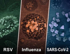 Image of Human respiratory syncytial virus