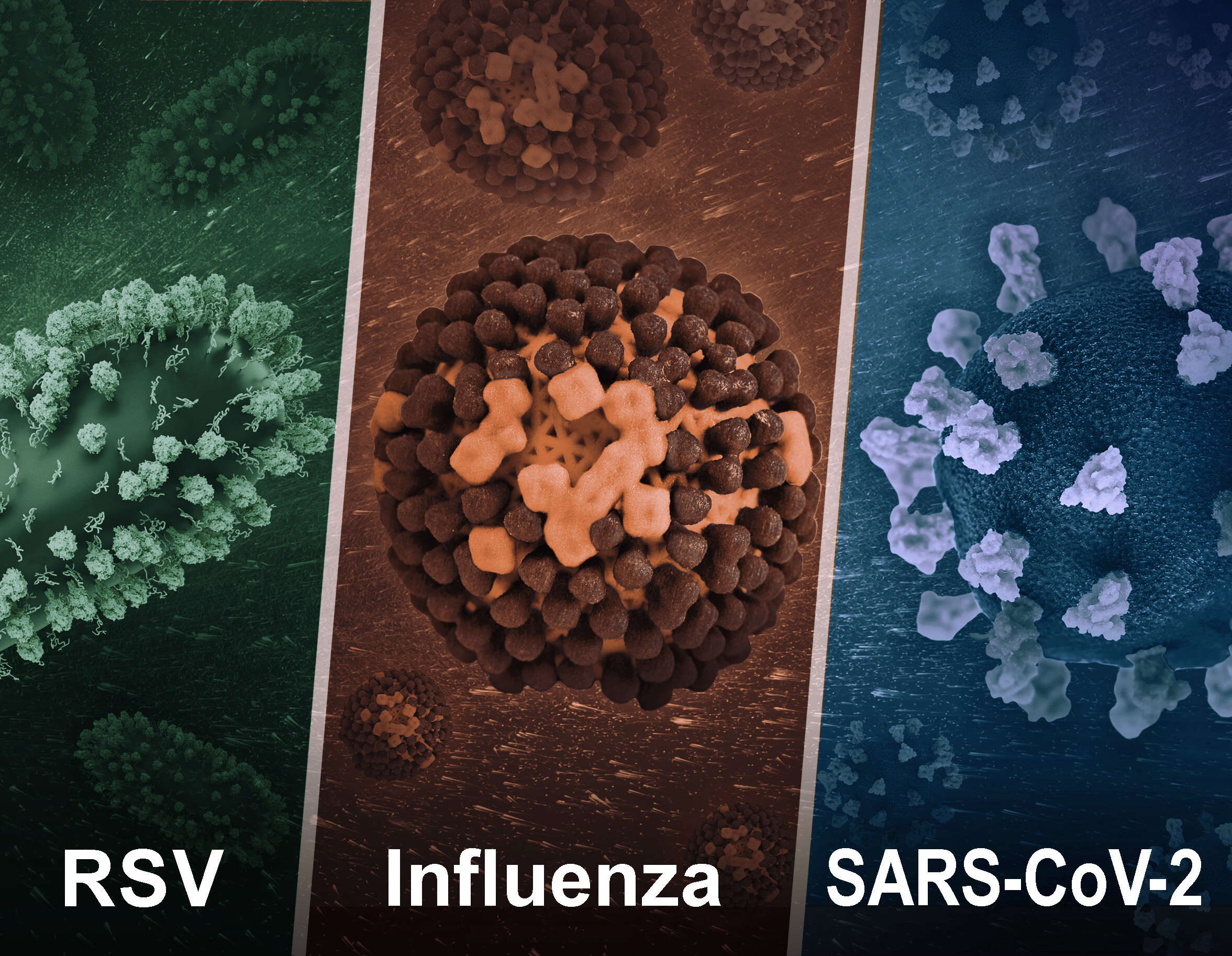 Image de Human respiratory syncytial virus