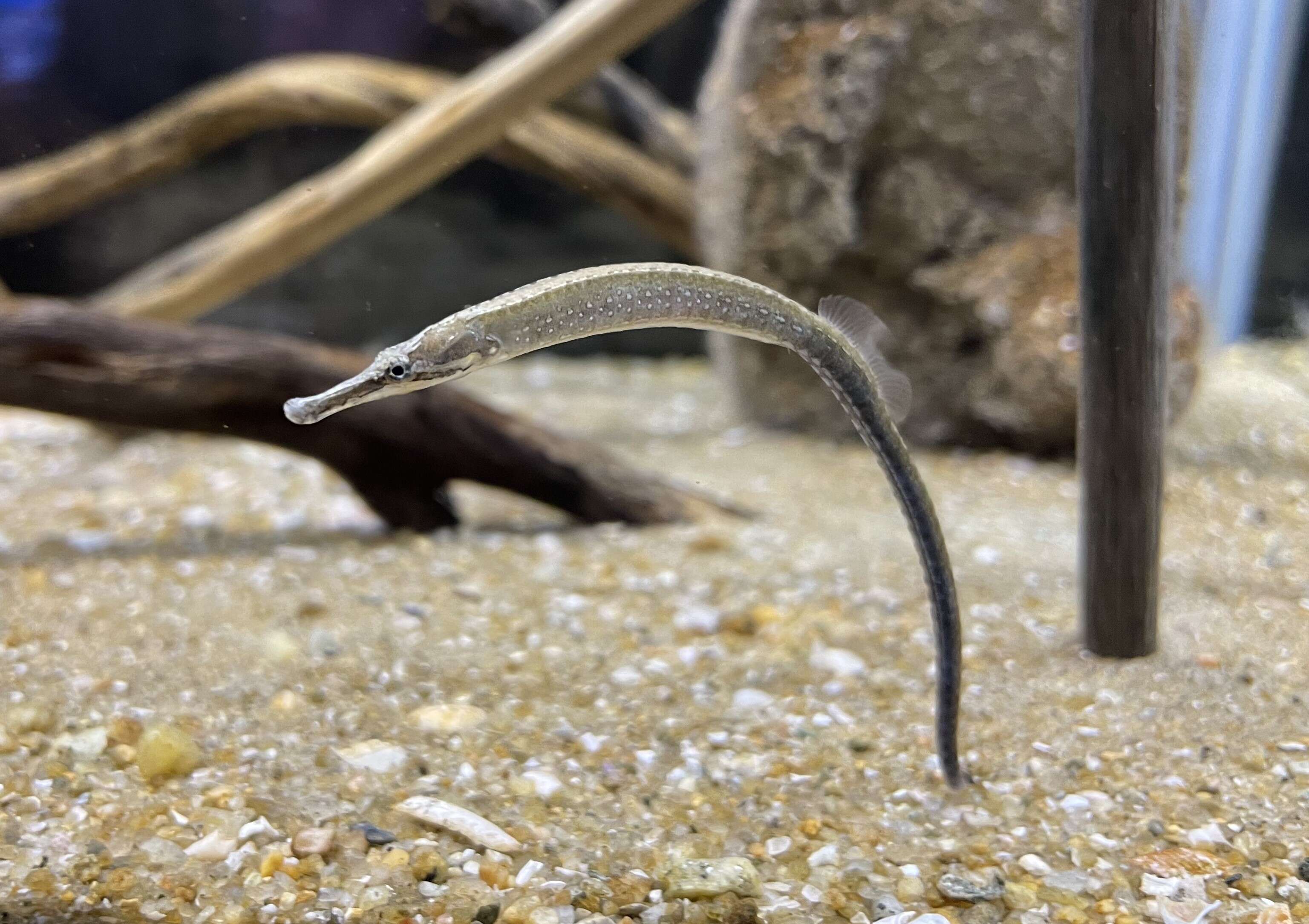 Image of Pacific Seaweed pipefish