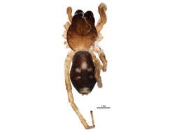 Image of Antmimic spider