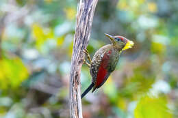 Image of Crimson-winged Woodpecker