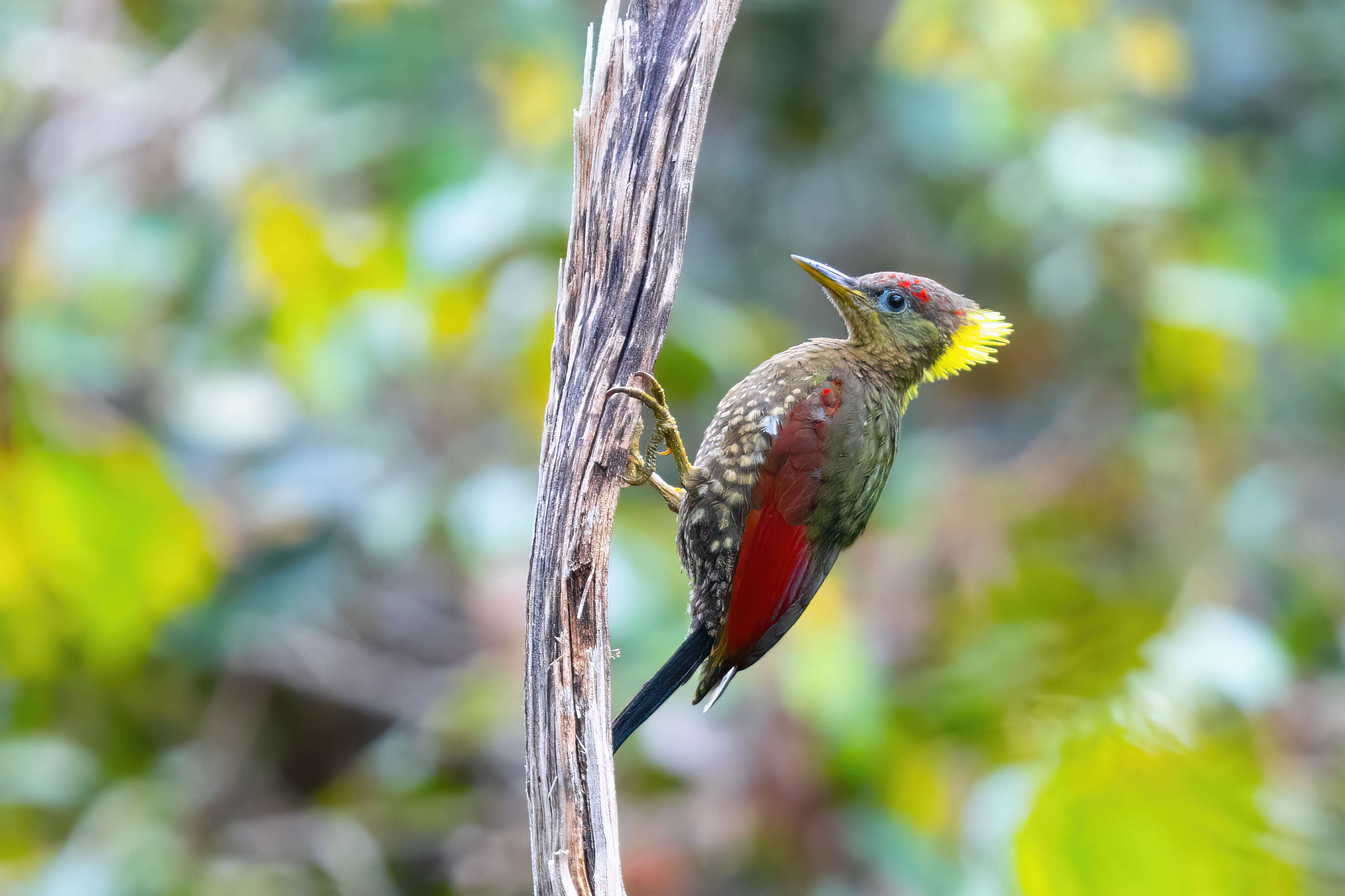 Image of Crimson-winged Woodpecker
