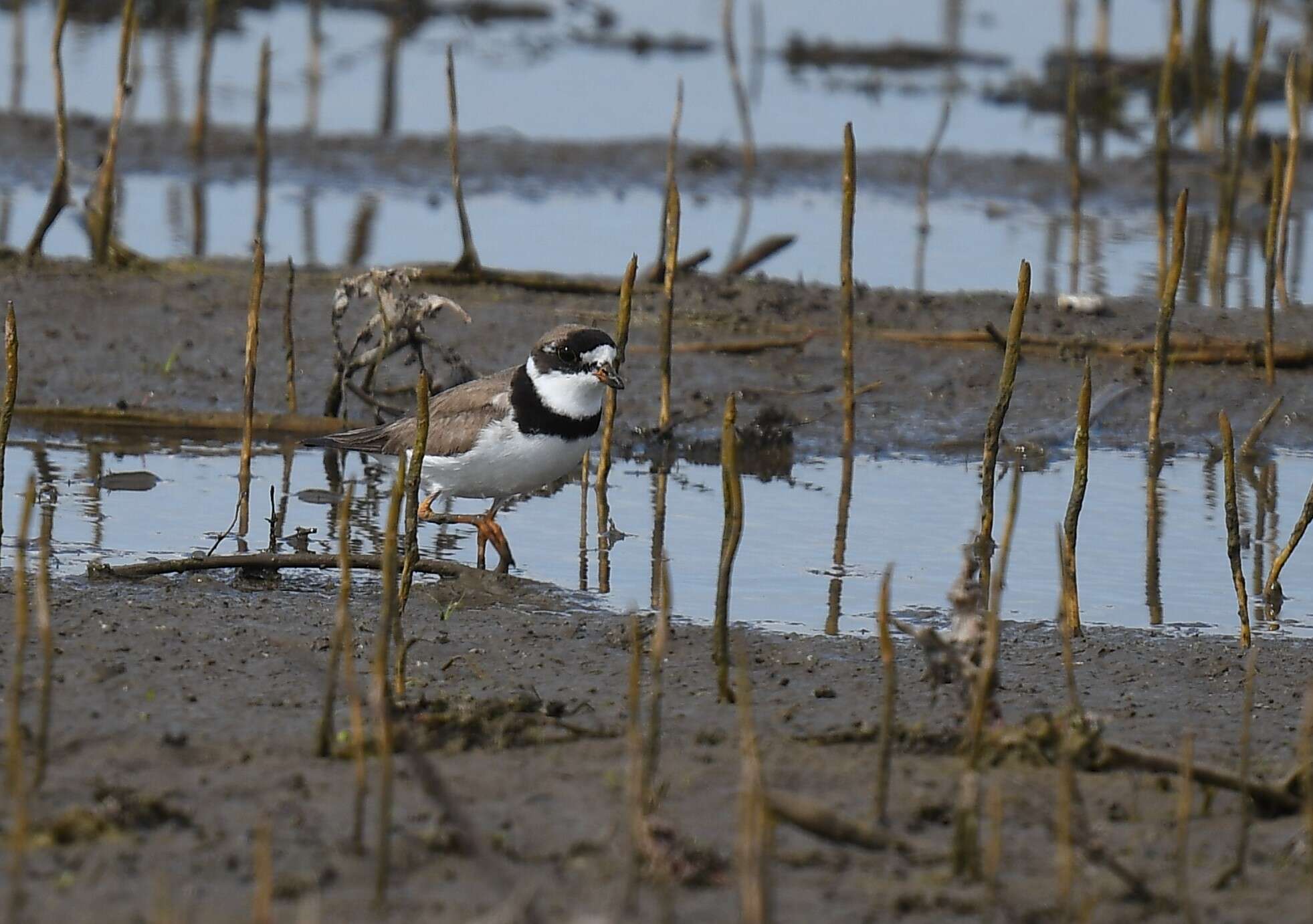 Image of Semipalmated Plover