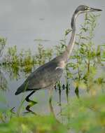 Image of Black-headed Heron