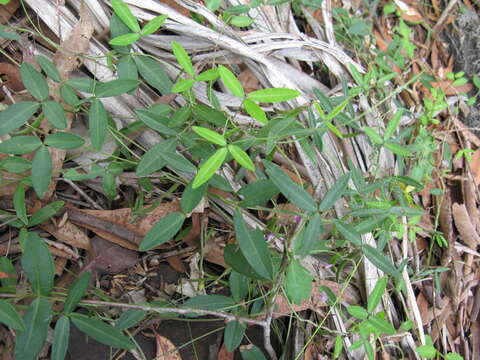 Image of Glycine cyrtoloba Tindale