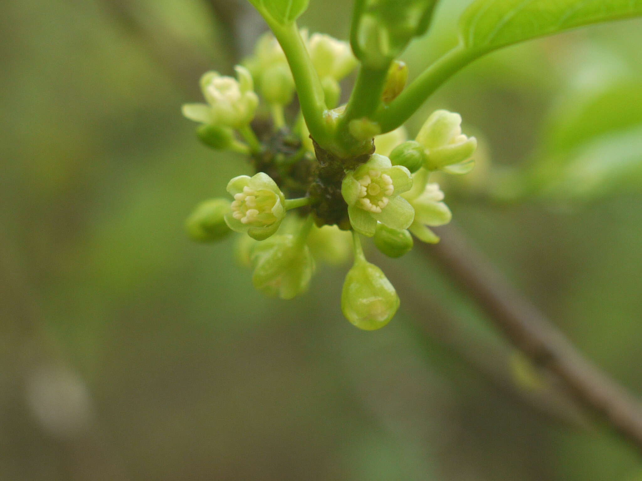 Image of Casearia tomentosa Roxb.