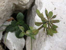 Imagem de Noccaea rotundifolia (L.) Moench