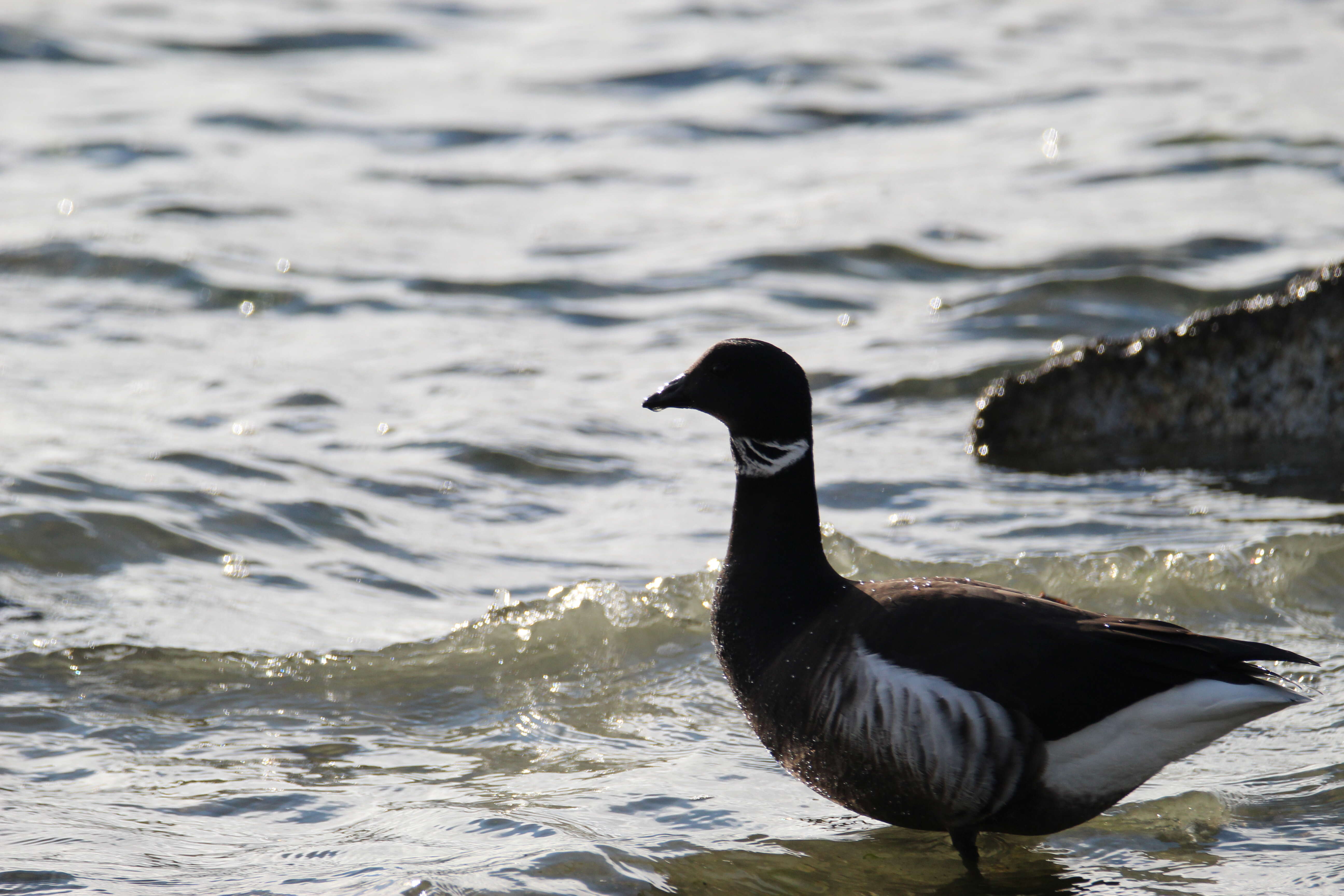 Image of Grey-bellied Brent Goose