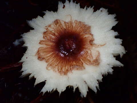 Leucoagaricus rubrotinctus (Peck) Singer 1948 resmi