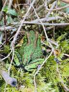 Image of Emerald Forest Frog