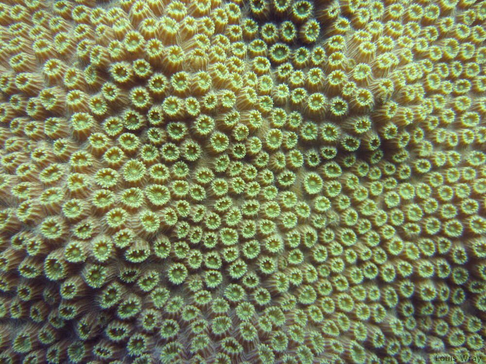 Image of Lobed Star Coral