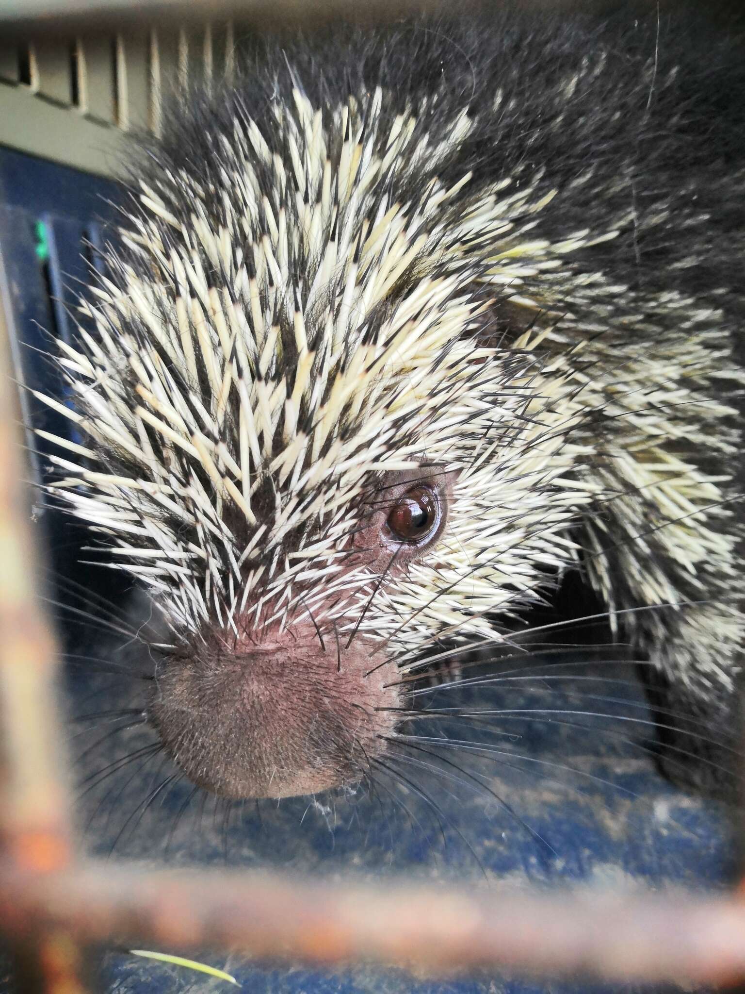 Image of Hairy Dwarf Porcupines