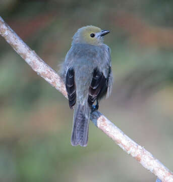 Image of Palm Tanager