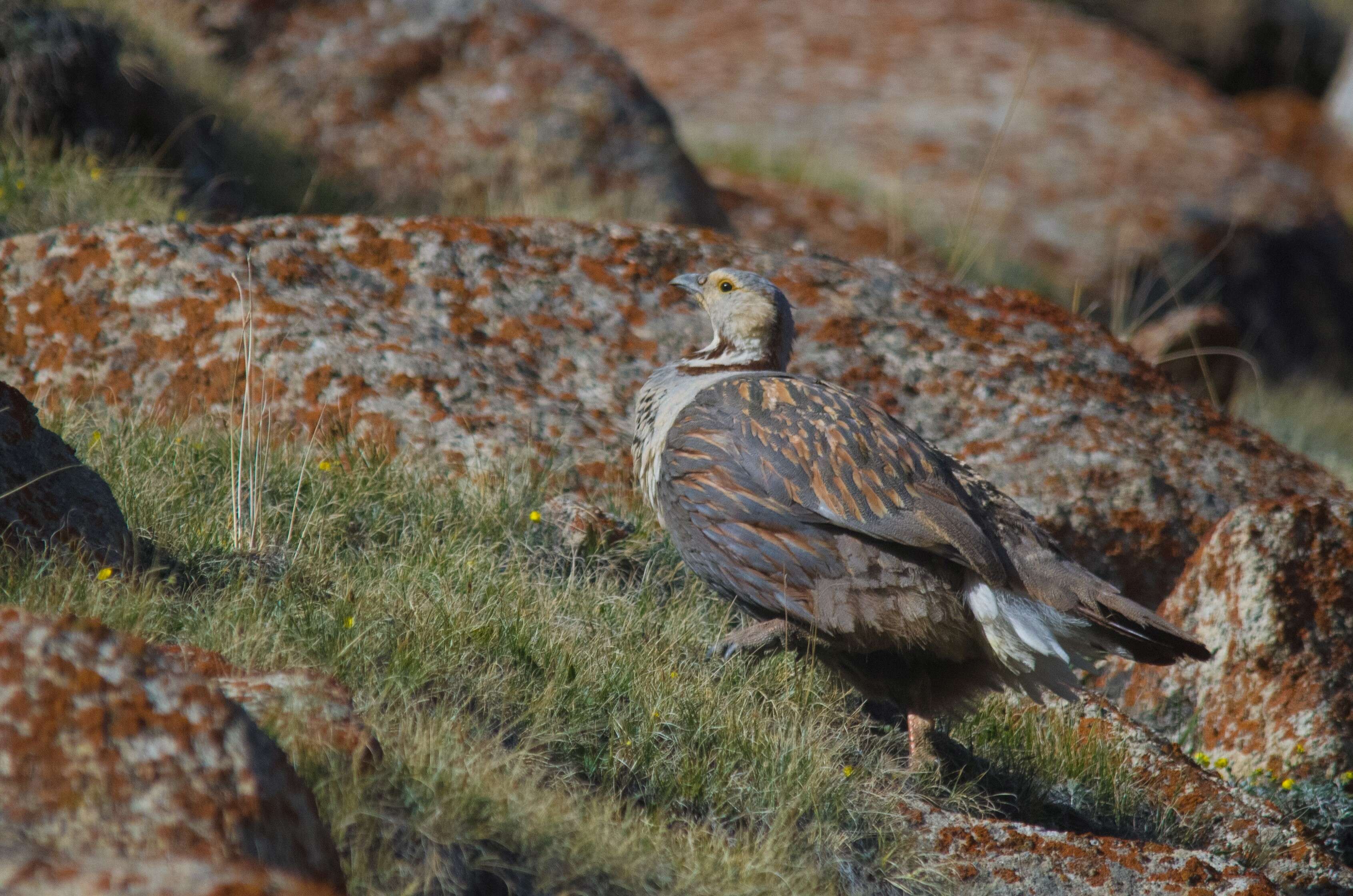 Image of Himalayan Snowcock