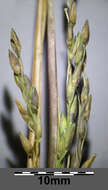 Imagem de Panicum dichotomiflorum Michx.