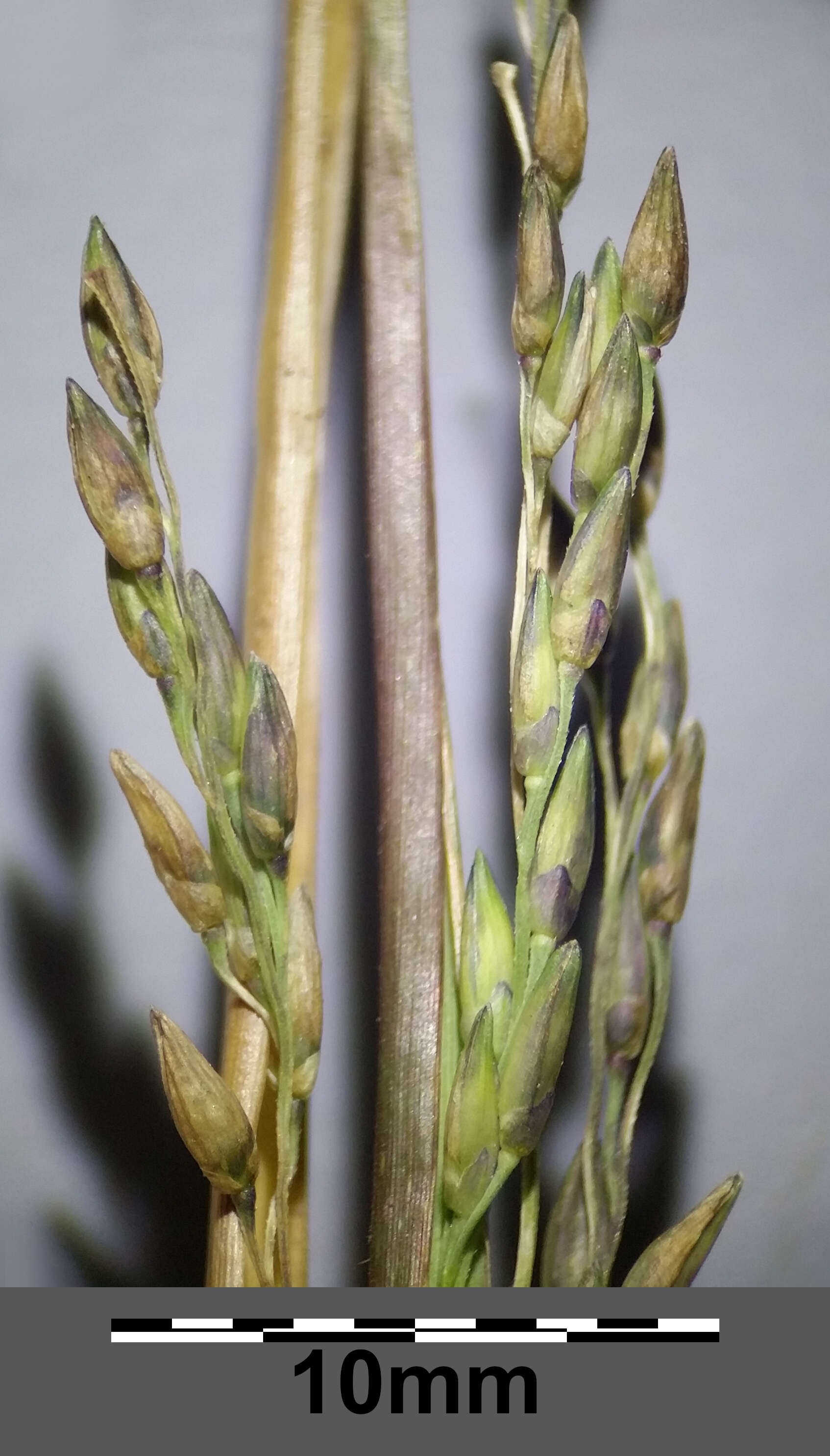 Imagem de Panicum dichotomiflorum Michx.