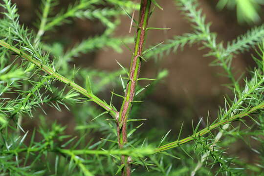 Image of Brush Cypress Pine