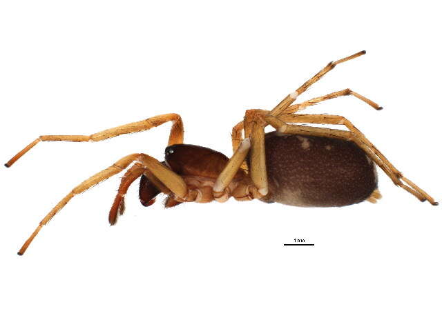 Image of Antmimic spider