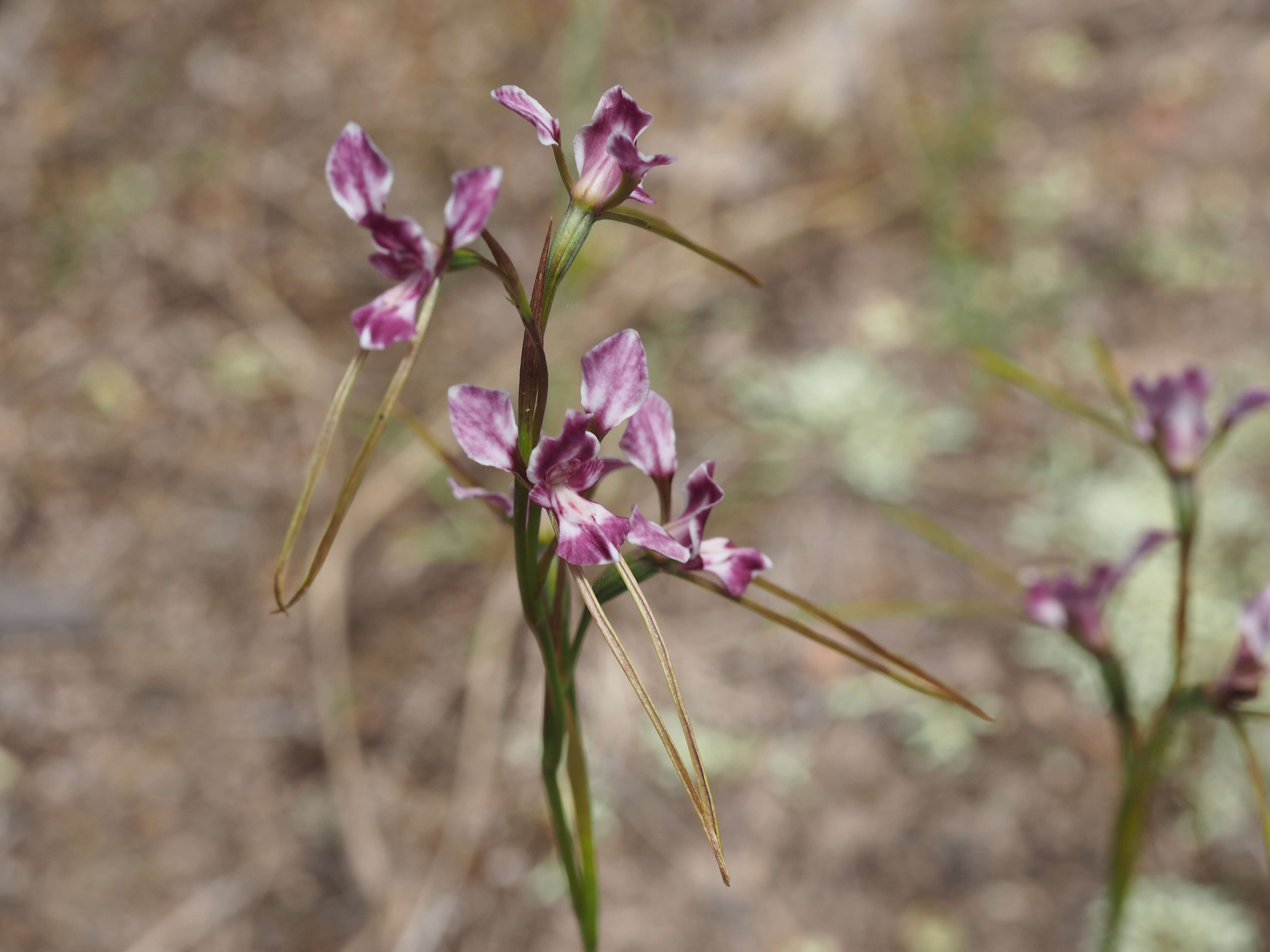 Image of Diuris punctata var. punctata