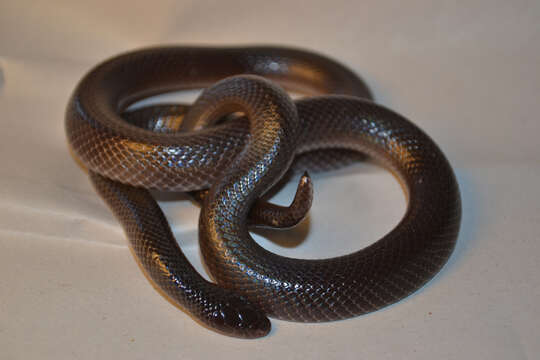 Image of Bibron’s Stiletto Snake