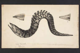 Image de Enchelycore ramosa (Griffin 1926)
