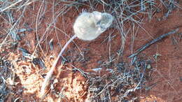 Image of dusky hopping mouse