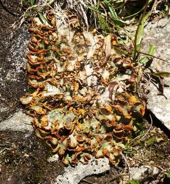 Image of chocolate chip lichen