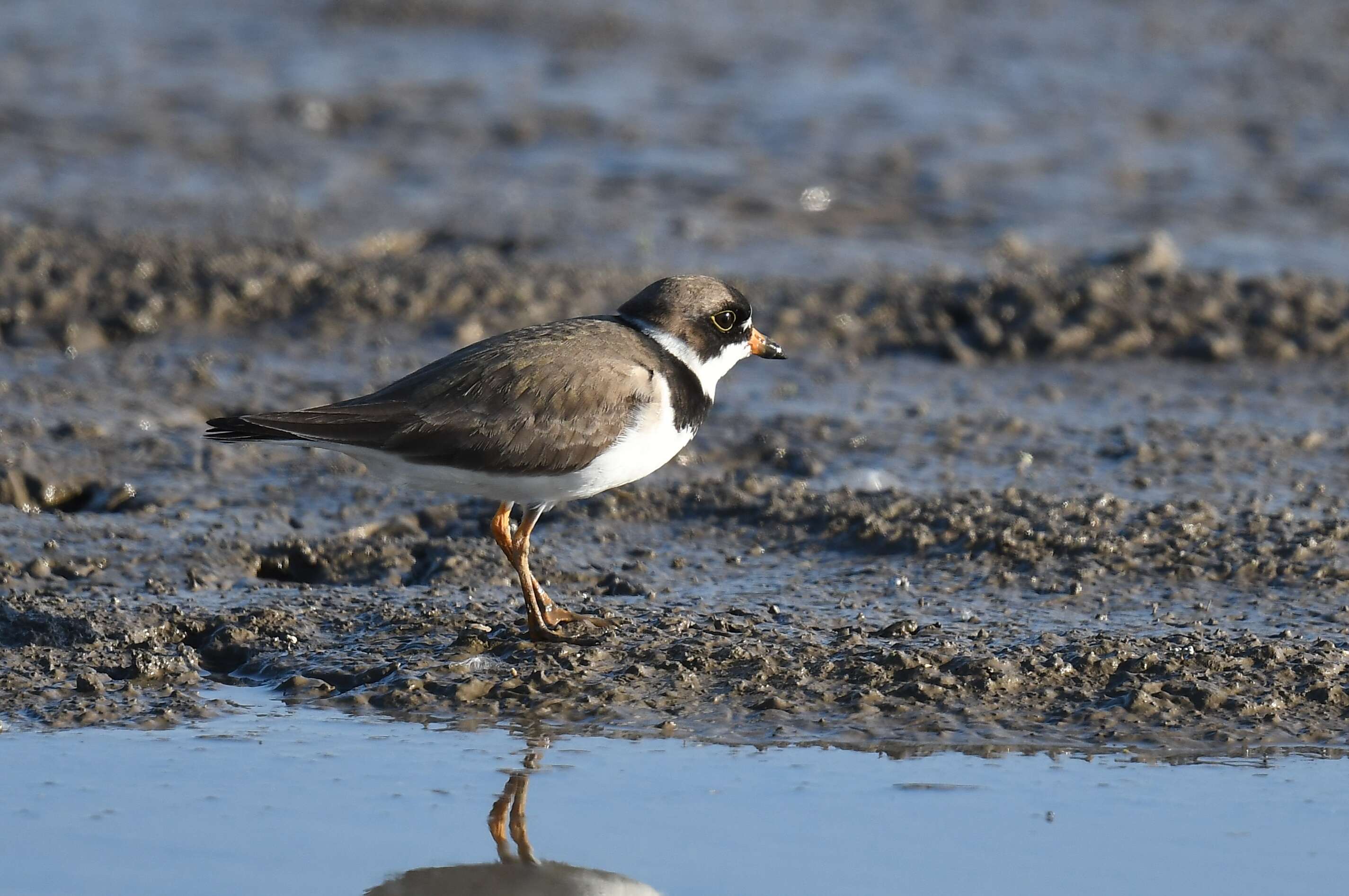 Image of Semipalmated Plover