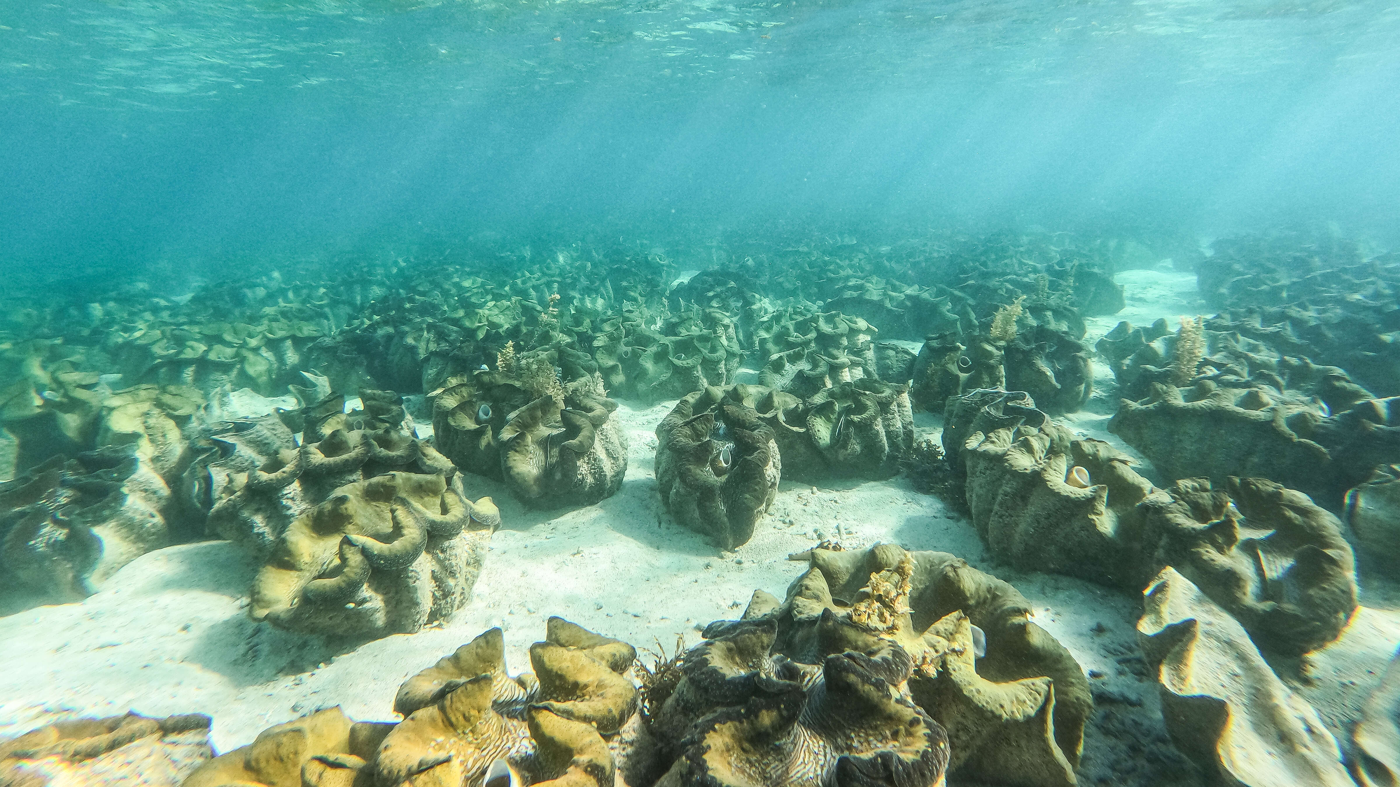 Image of Giant Clam