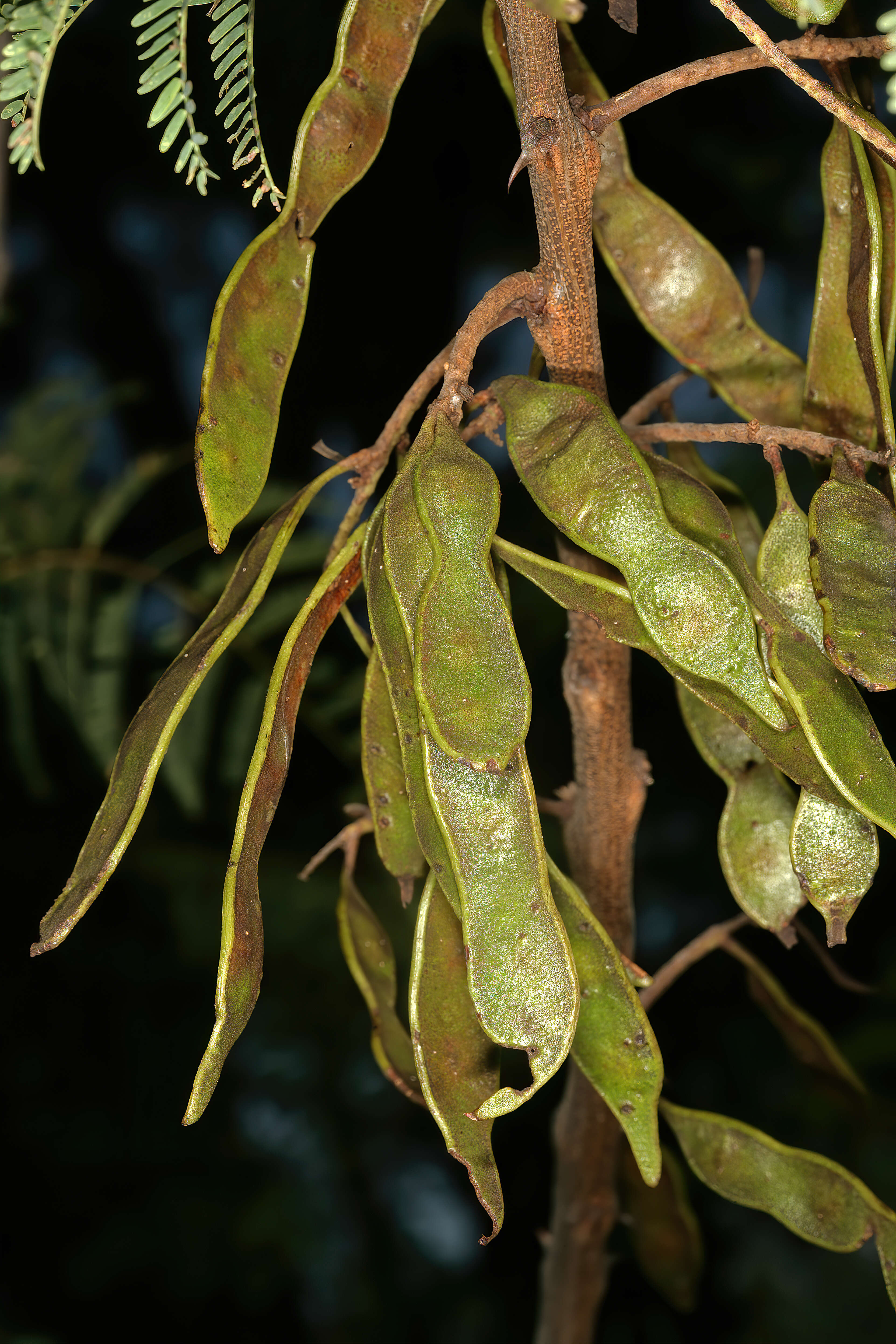 Image of Senegalia hereroensis (Engl.) Kyal. & Boatwr.